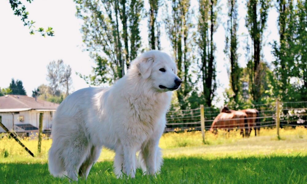 Great Pyrenees