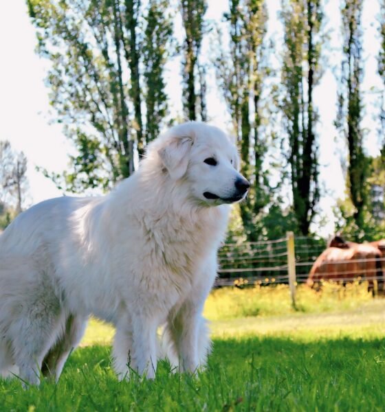 Great Pyrenees