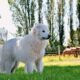 Great Pyrenees