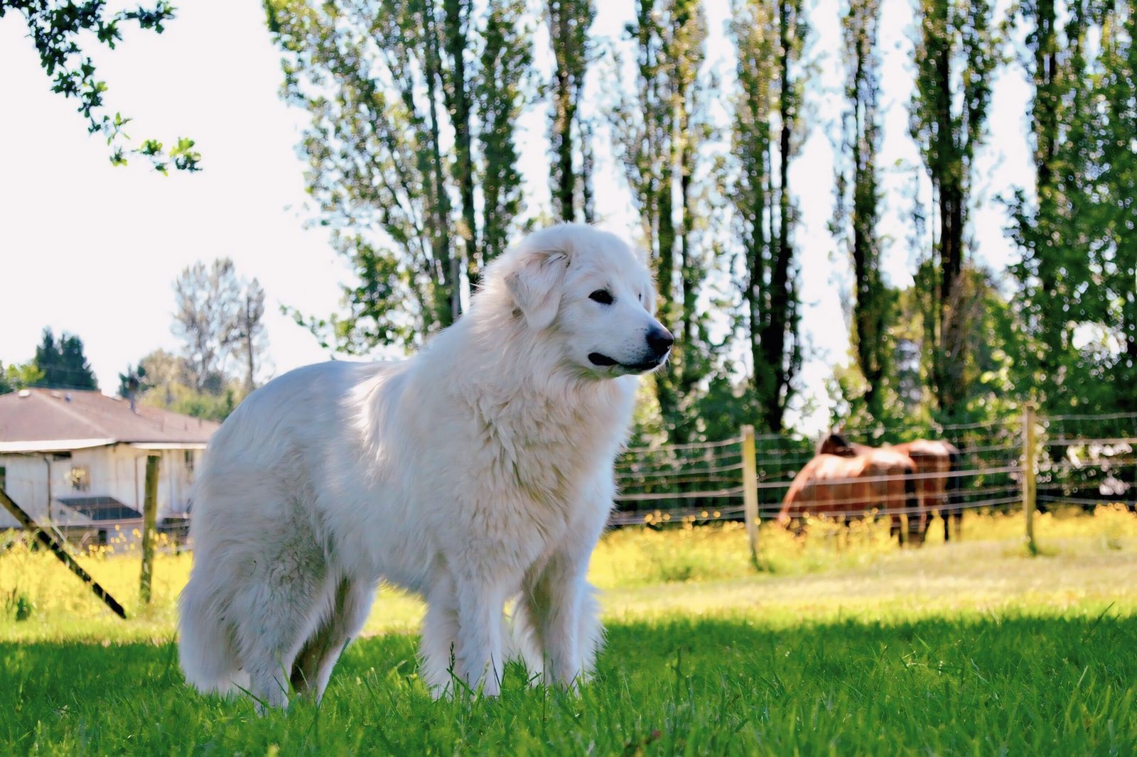 Great Pyrenees