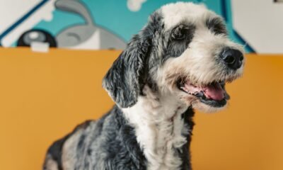 Bernedoodle
