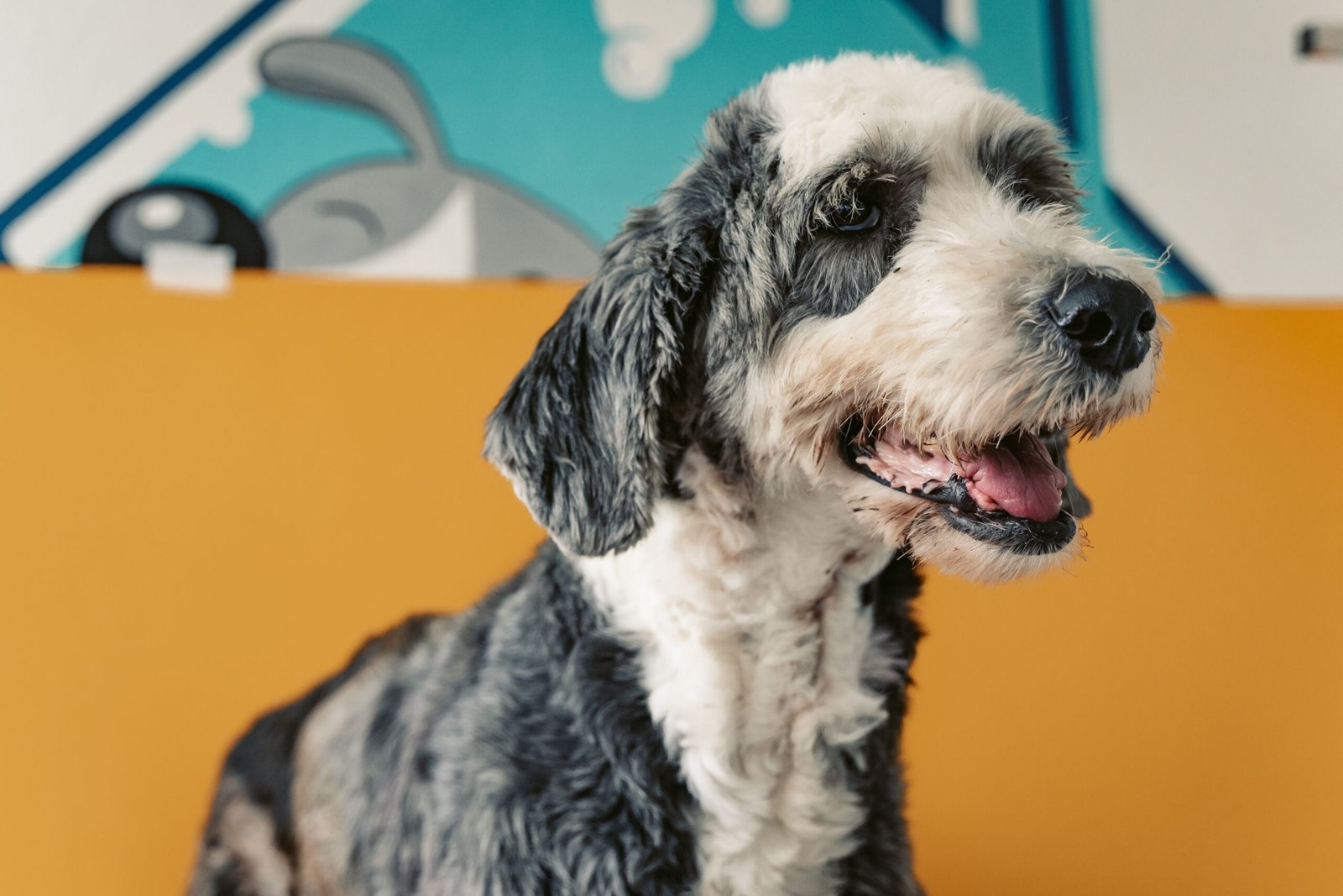 Bernedoodle