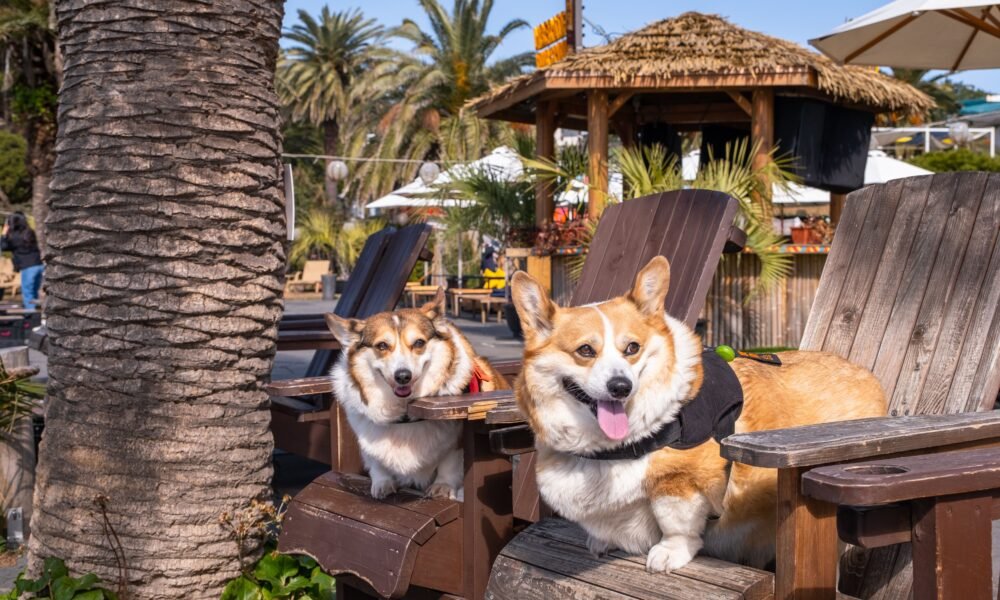Corgi
