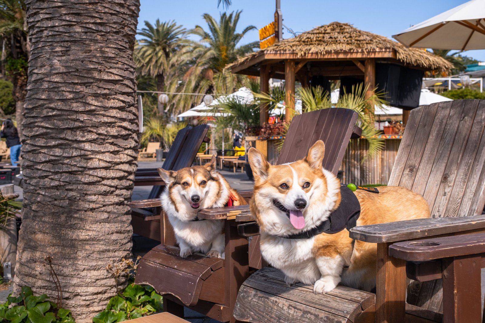 Corgi